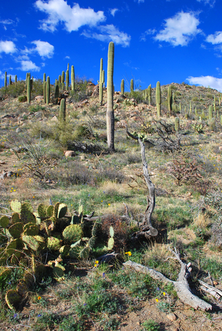 Saguaro National Park Arizona