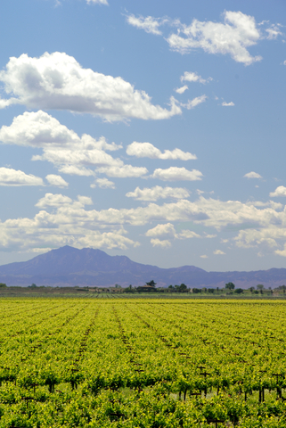 Crops Central Valley California