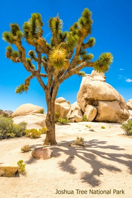 Joshua Tree National Park