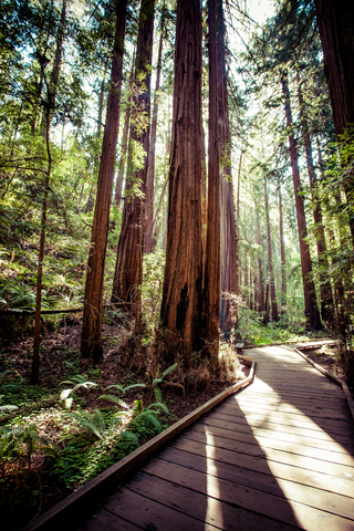 Redwood National Park