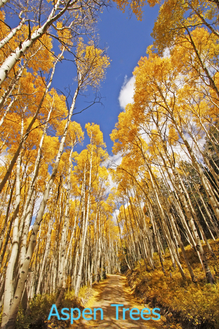 Aspen Trees San Juan Forest Colorado