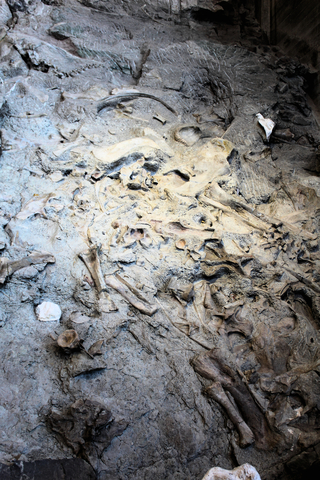 Dinosaur National Monument Quarry Exhibit
