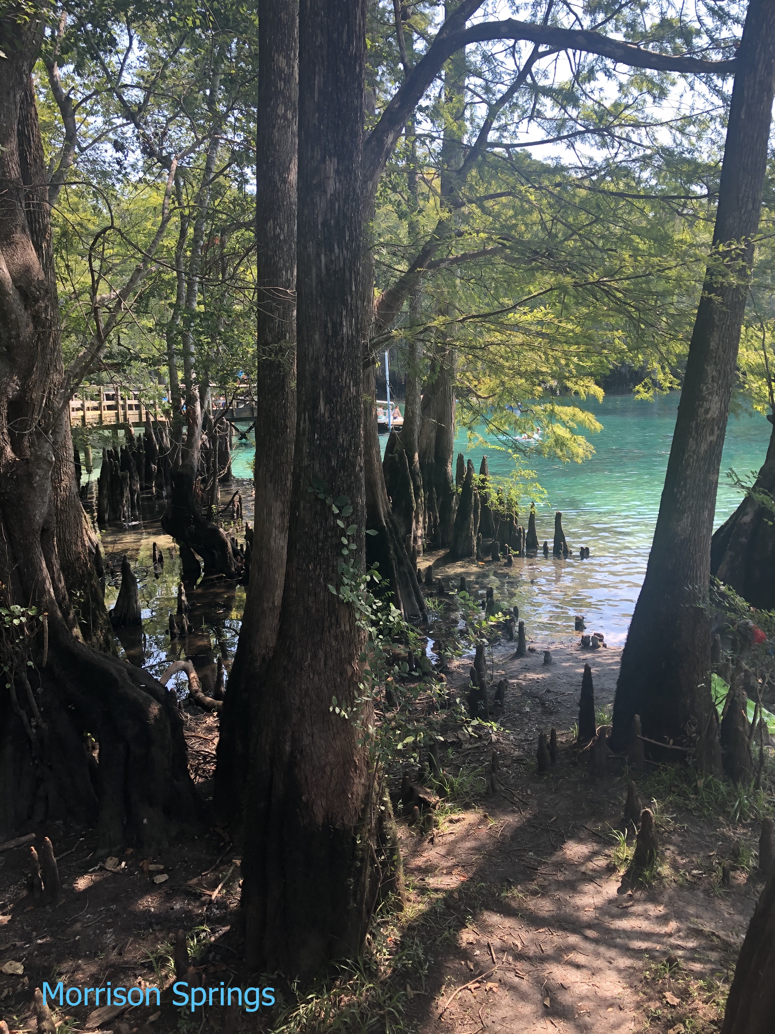 Morrison Springs Park cypress trees