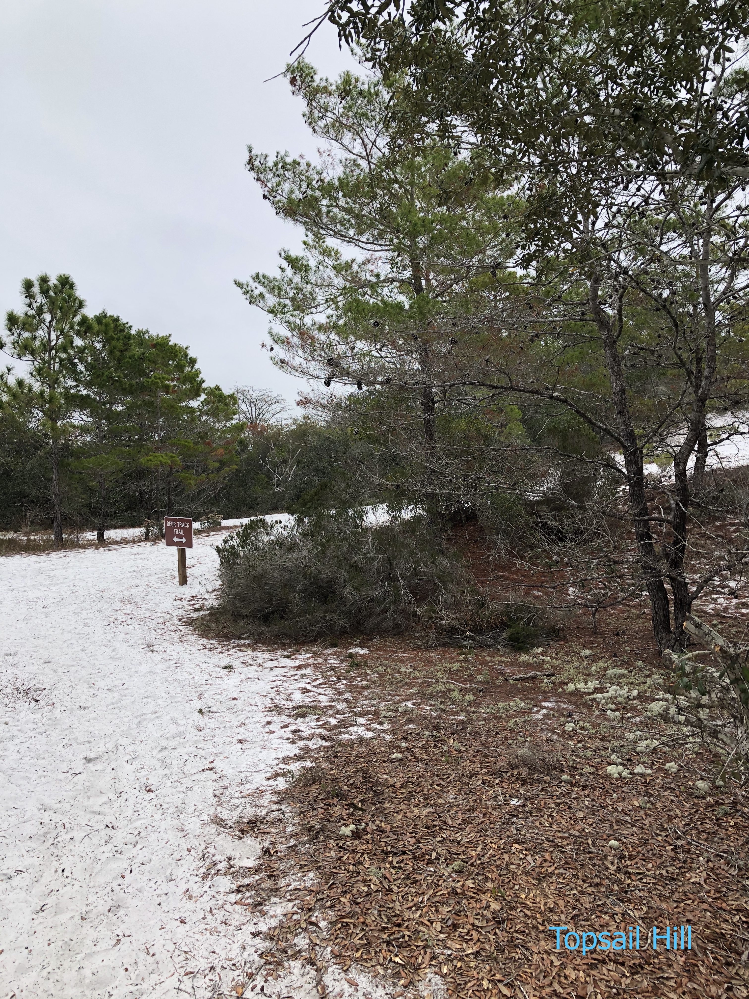 Topsail Hill State Park shrubs