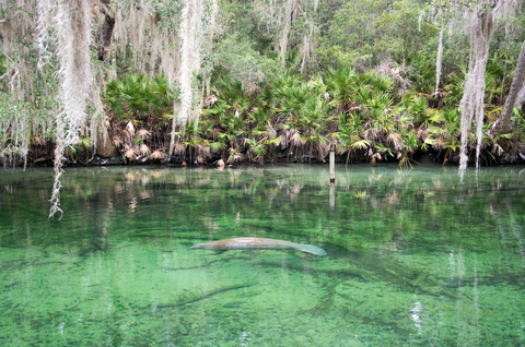 Blue Springs State Park or Volusia Springs with manatee, Florida
