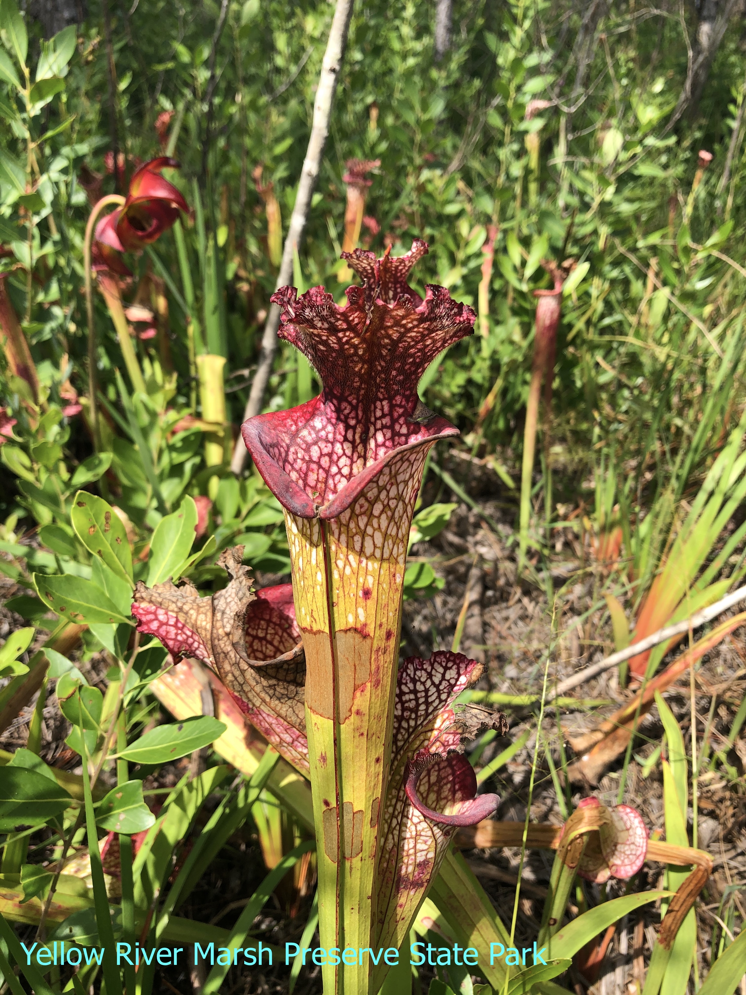 Yellow River Marsh Preserve State Park pitcher plants