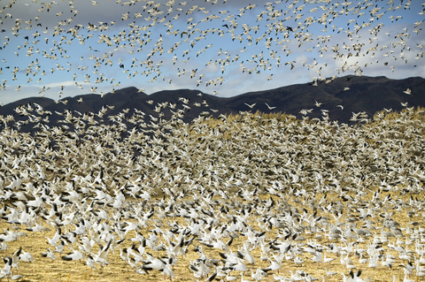 Bosque del Apache Wildlife National Refuge