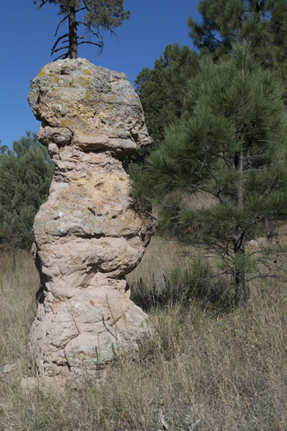 Gila Forest New Mexico