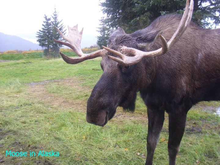 Moose in Alaska