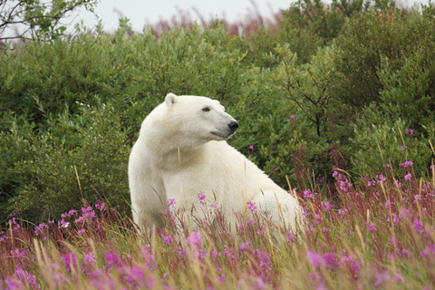 Polar Bear Canada