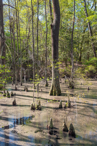 Cypress at First Landing State Park, Virginia