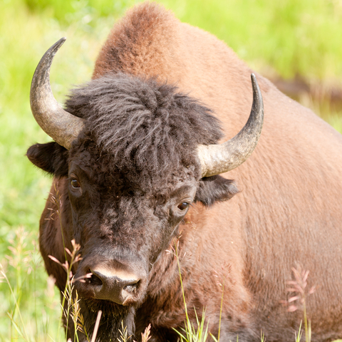 buffalo at Yellowstone national Park