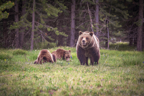 grizzly bears at Yellowstone national Park